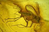 Four Fossil Flies (Diptera) In Baltic Amber #207530-5